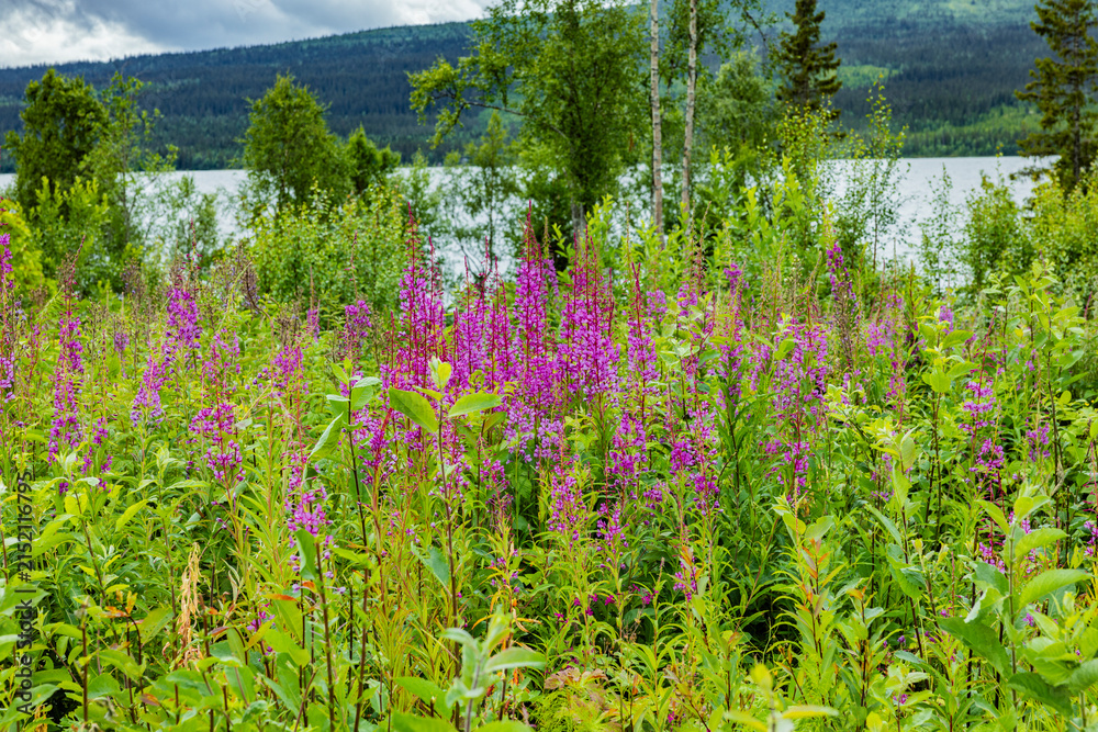 Obraz premium Weideröschen in Schweden in einer Wiese an einem See