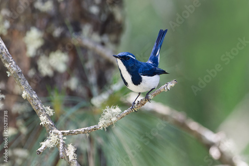 Quadro su tela Ultramarine Flycatcher male from Musyari, Uttarakhand, India