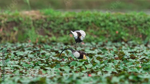 Pheasant tailed jacana mating ritual in slow motion
