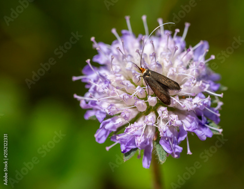 Картината върху платно Brassy Long-horn butterfly
