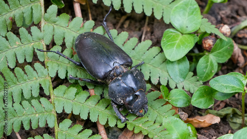Foto dor beetle crawling across the forest floor