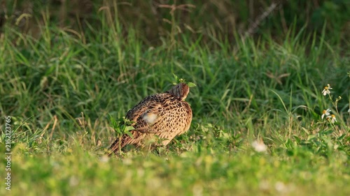 Ring-necked Pheasant female preening with sound 