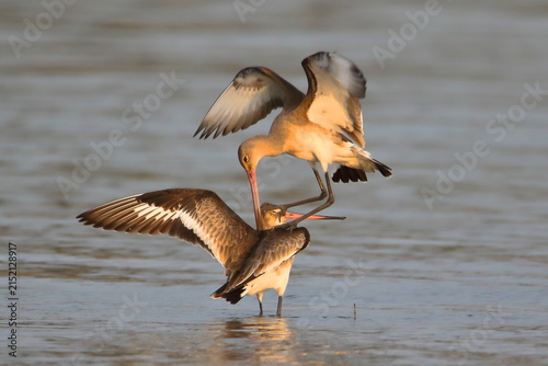 Canvastavla Two Black-winged Stilts displaying courtship and mating behaviour in shallow wetland water during warm golden light