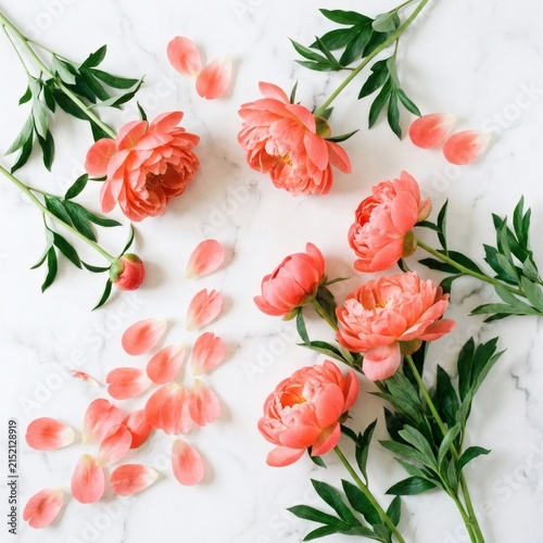 Coral peonies in delicate bloom scattered with petals on a white marble surface with natural soft light