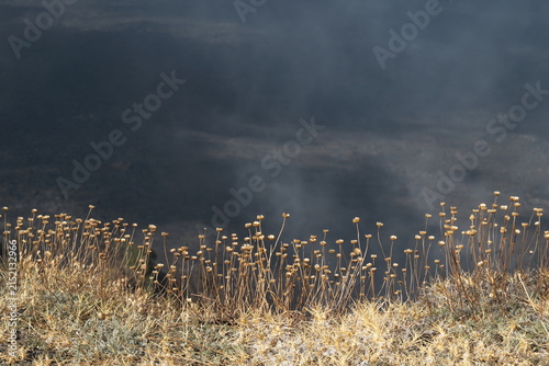 dried wild flowers with blurred background