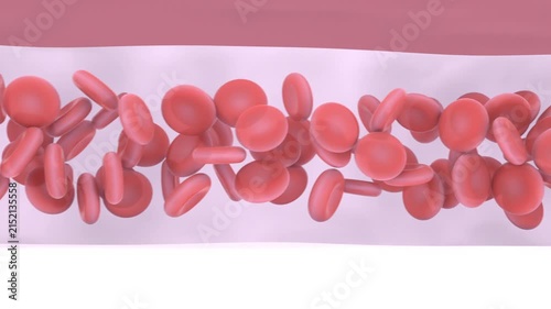 Moving camera revealing stream of erythrocytes flowing in lumen, rotating and clumping for study