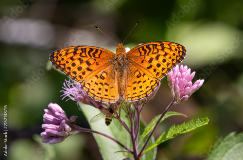 Aphrodite fritillary butterfly on Spotted Joe-pyeweed in Algonquin Park, Canada