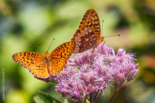 Aphrodite fritillary butterflies on Spotted Joe-pyeweed in Algonquin Park, Canada