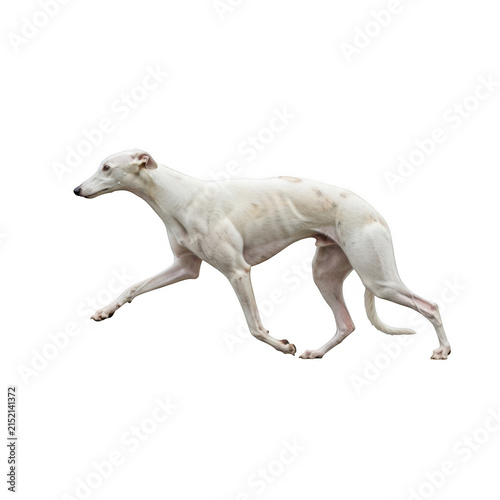 Fast white greyhound dog running and racing