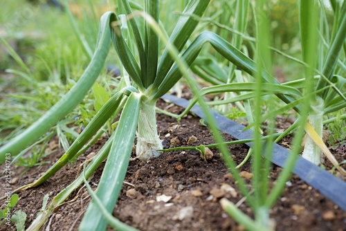 Sustainable agriculture and organic farming, green onion plants growing in rich soil with drip irrigation system