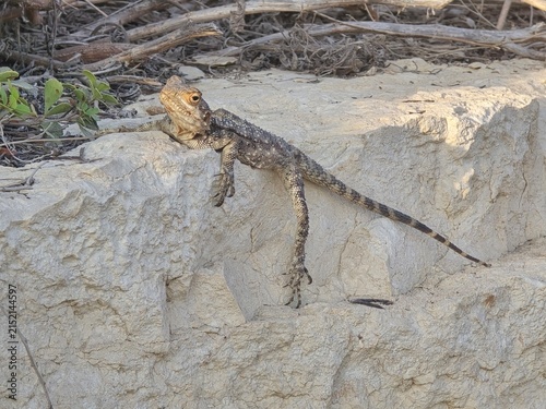 Wild lizard resting on pale rock