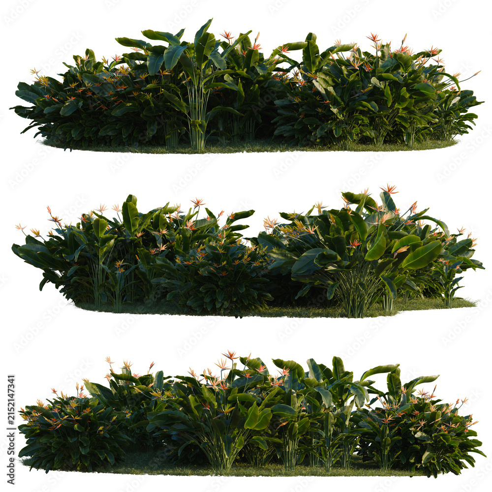Obraz premium Strelitzia reginae tree line, Forest Edge, Backdrop cutout, isolate transparent background, Tropical Bird of Paradise Shrubbery - Lush Greenery with Vibrant Flowers for Landscape Design