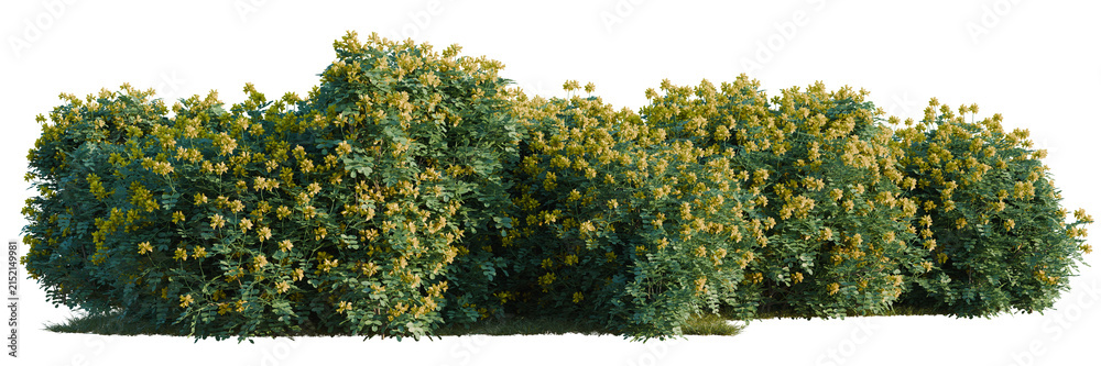 Fototapeta premium Coronilla glauca tree line, Forest Edge, Backdrop cutout, isolate transparent background, Blooming shrubbery hedge with yellow flowers, green foliage, perfect for landscaping design elements.