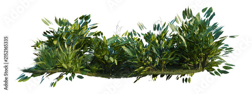 Ceropegia woodii, Chlorophytum comosum Gold and Dieffen tree shrub, plant bush, cutout, isolate transparent background, Lush green foliage ground cover plant
