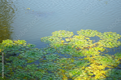 Картината върху платно Floating water caltrop rosettes scattered across freshwater surface, forming patches