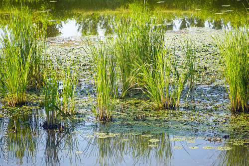 Foto Reed clumps rising from shallow water surrounded by floating water caltrop rosettes