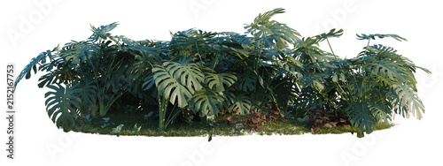 Fittonia albivenis, Fittonia verschaffeltii and Monster tree shrub, plant bush, cutout, isolate transparent background, Lush Tropical Foliage Patch - Detailed Monstera Leaves in a Vibrant Jungle Scene