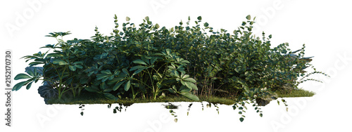 Bild auf Leinwand Pellaea ratundilalia, Saxifraga stolonifera and Scheffl tree shrub, plant bush,