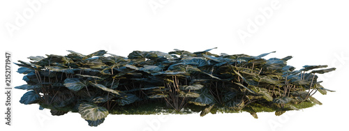 Foto Saxifraga stolonifera tree shrub, plant bush, cutout, isolate transparent backgr
