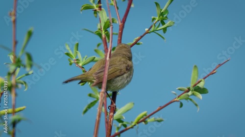 Common chiffchaff (Phylloscopus collybita) singing, bird song