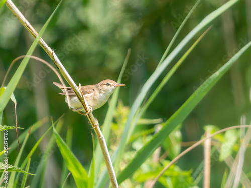 Bild auf Leinwand Reed warbler (Acrocephalus scirpaceus) perched on reed stem, wetland, Hertfordshire, UK