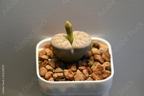 A small lithops plant with a single green bud grows inside a white pot filled with brown gravel stones