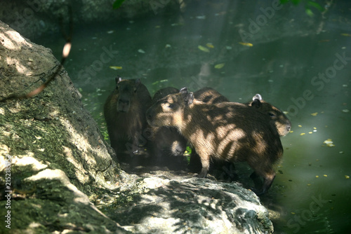 Several furry capybara baby stand together on a rocky bank next to misty green water under filtered jungle sunlight beams