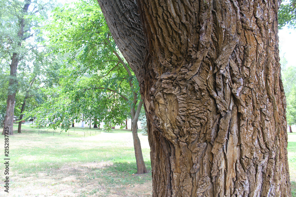 Obraz premium tree in the park, tree trunk in the park