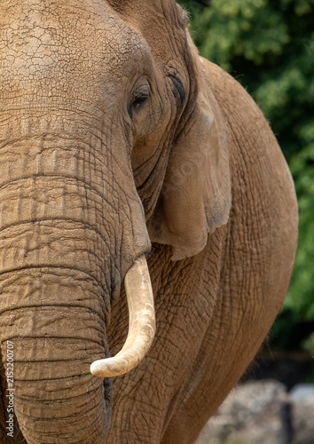 Canvastavla African Elephant