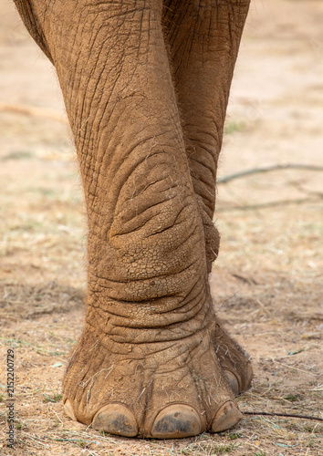 Photography Foot of an African Elephant
