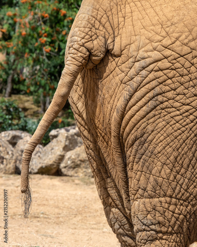 Canvas Print Tail of an African Elephant