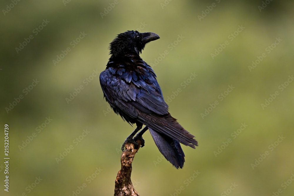 Naklejka premium Common raven // Kolkrabe (Corvus corax)