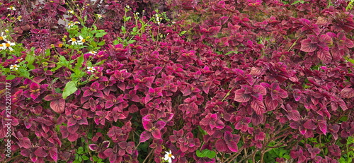 Fotografía Coleus is suitable for planting in gardens with other weeds