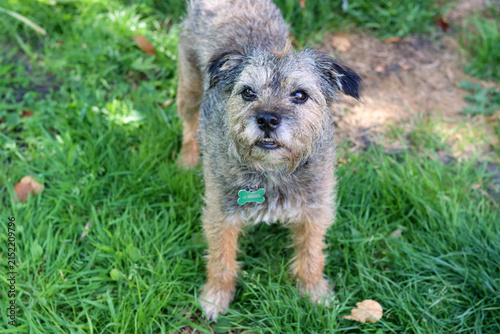 Foto Portrait of Border terrier senior dog playing in the field