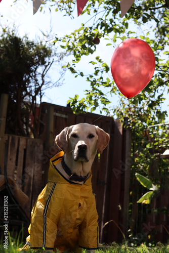 Labrador retriever in a yellow raincoat with a red balloon. Halloween celebration concept.