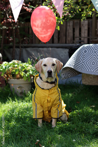 Labrador retriever in a yellow raincoat with a red balloon. Halloween celebration concept.
