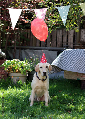 Labrador Retriever sitting in the garden with a party hat