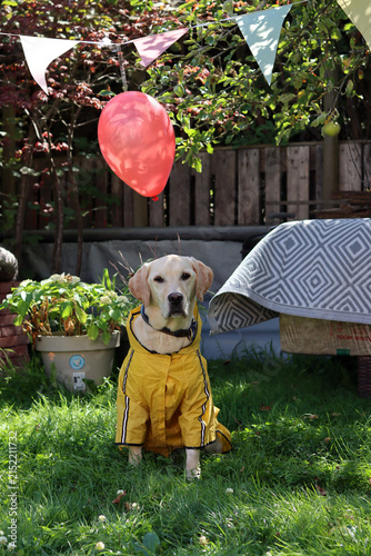 Labrador retriever in a yellow raincoat with a red balloon. Halloween celebration concept.