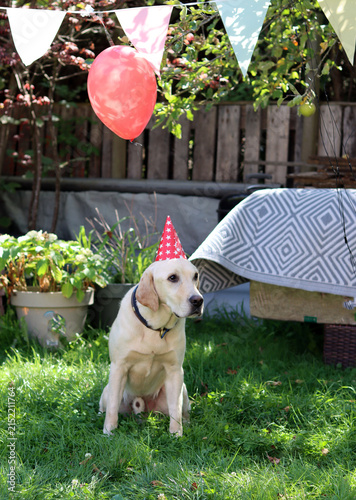 Labrador Retriever sitting in the garden with a party hat