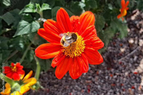 Bee Feeding on Mexican Sunflower (Tithonia rotundifolia) on a Sunny Day