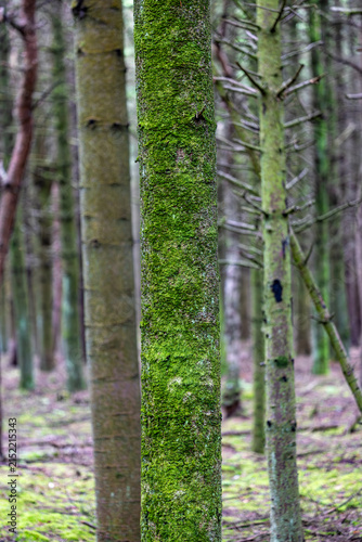 Konstfotografi Hirtshals, Denmark A birch and pine forest with mossy trees.