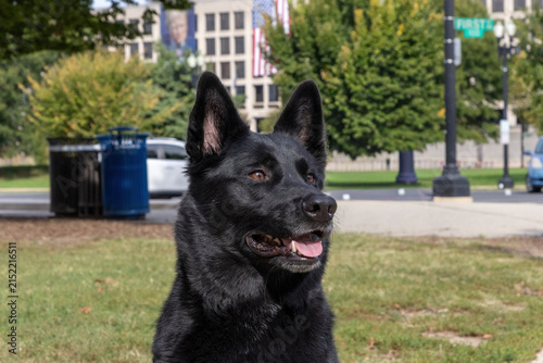 Black German shepard