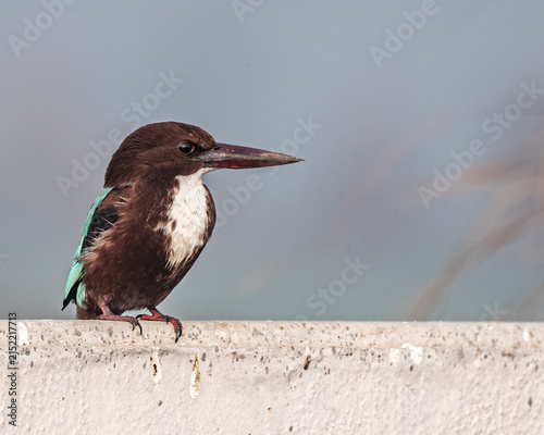 White throated Kingfisher
