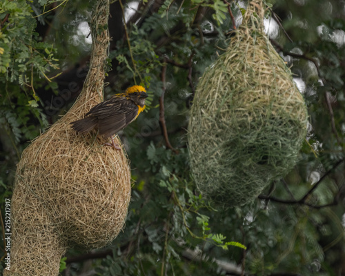 Quadro su tela A weaver bird