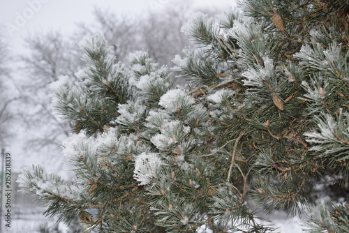 Foto Macro shot of snow crystals and frost on green pine needles