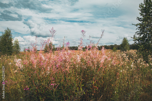 Fireweed wildflower meadow presenting abundant pink blossoms and fluffy seed heads under a cloudy summer sky, symbolizing natural beauty and seasonal change in a wide outdoor landscape