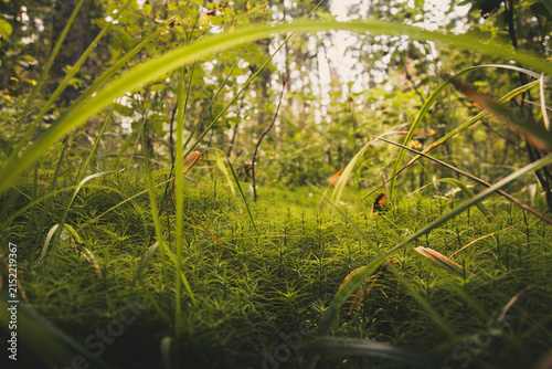 Lush green forest floor with dense moss and foliage, sunlight illuminating the rich natural growth, creating a serene and vibrant wilderness landscape