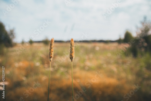 Two dry grass reeds standing in an open meadow field with warm sunlight, symbolizing growth, nature's tranquility, and rustic beauty under a clear sky