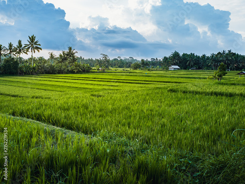 Lush terraced rice paddies in Bali with palm trees and a simple rural house beneath a cloud-streaked sky, evoking traditional farming, sustenance and vibrant tropical landscape
