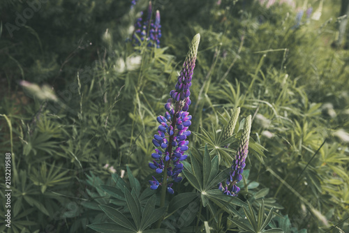 Purple lupine flowers creating a vibrant display in a verdant field, symbolizing the beauty of nature and the arrival of blooming season with fresh foliage